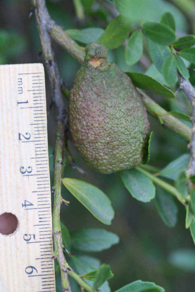            Fruit of  Microcitrus australasica     x    Microcitrus australis        (Sydney   Hybrid, Riverside, CA)   